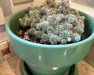 Potted Mammillaria Vetula Cactus