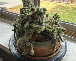 Potted Eve's Pin Cactus
