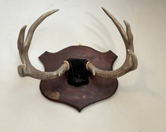 Mounted Deer Antlers