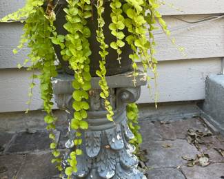 Potted Creeping Jenny Plant, Grecian Style Column Plant Holder