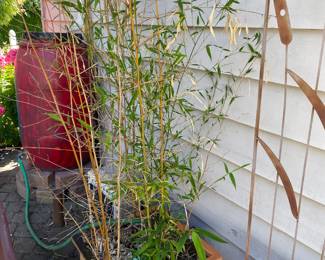 Potted Bambusa Plant, Cattail Design Trellis 