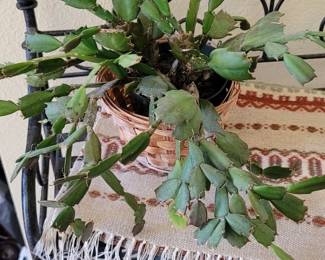 Potted Christmas Cactus