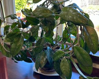 Potted Hoya Plant