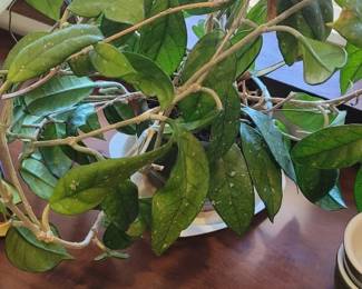 Potted Hoya Plant
