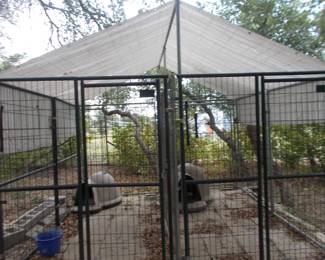 Large 2 unit dog kennel