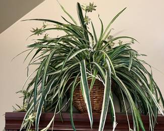 silk spider plant