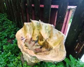 Real giant clam shell approximately 16" L