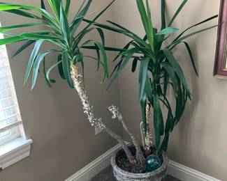 Large potted plant