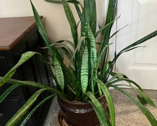 Tall mother-in-law's tongue plant