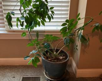Large potted plant