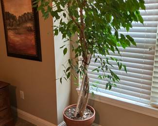 Live tree in pot