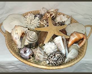 Large Basket of Good Shells