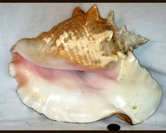 Huge Conch Shell 