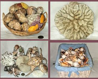 Shells and Coral