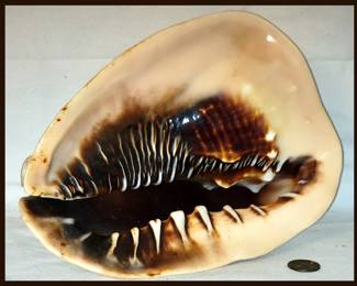 Huge Queen Helmet Shell 