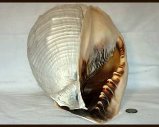 Huge Queen Helmet Shell 