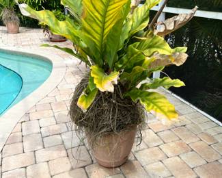 Many large patio plants 