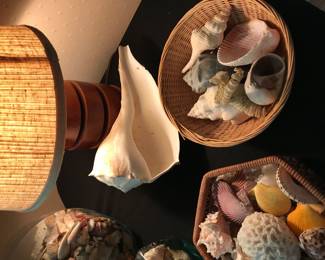 Shells, shells and more shells 