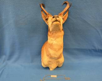 Lot 309. Antelope mount from 1954