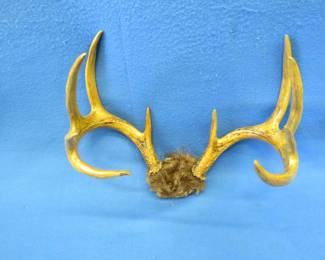 Lot 39. Very symmetrical 10-point whitetail rack