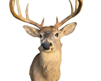Bob the Buck