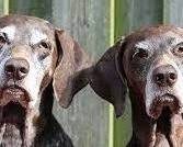 2 old dogs