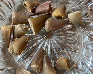 Smaller Mosasaurus Teeth