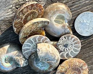 Beautiful Sliced Ammonites