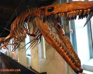 When they were alive, mosasaurs could reach lengths of up to 50 feet, which is roughly the length of a bus! Mosasaurs were top predators of the world’s oceans and would eat anything they could catch.