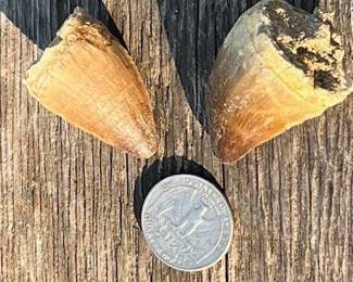 Fossil Mosasaurus Teeth