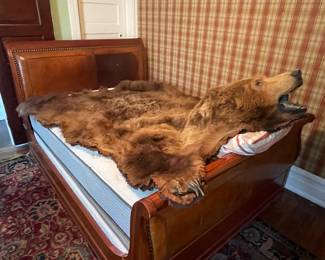 Another view of the vintage 10' by 10' Kodiak bear rug taxidermy