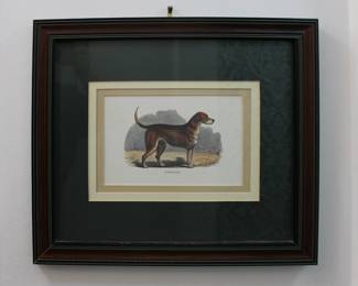 Antique "Foxhound" hand colored steel engraving