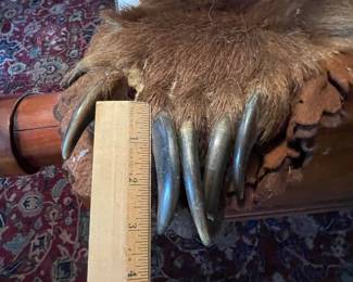 Claw detail of Kodiak bear rug taxidermy, 3" long