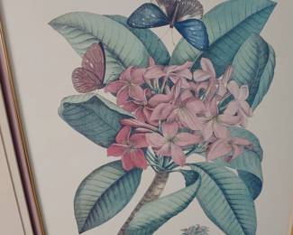 Matted no frame Plumeria Flore Rofeo Adoratifsimo