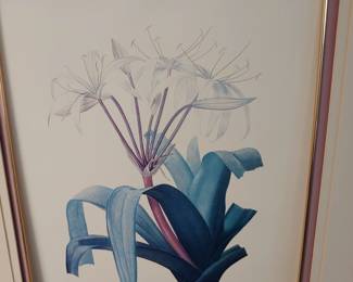 No frame matted only Crinum Erubescens & Crinum Rougeatrel