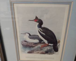 Framed double matted picture 'Pied Shag & Chatham Island Shag