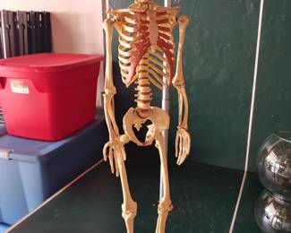 Human skeleton scale model