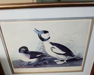 Matted/framed Buffel-Headed Duck Male & Female