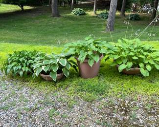 Potted hostas 