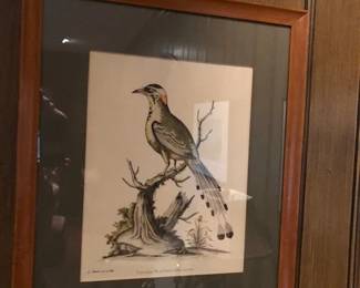 Antique bird print