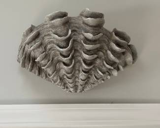 Large Tridacna Clam Shell Design