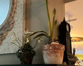 Lovely amaryllis floral potted.