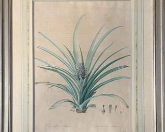 Pierre-Joseph Redouté (French 1759-1840) Lilies Pl. 455, Cultivated Ananas. Engraving