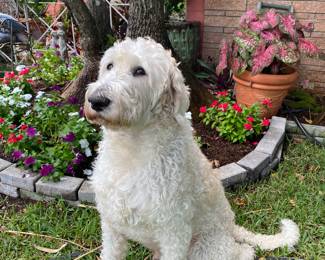 7/15/23  R.I.P OSCAR  ❤️❤️❤️❤️❤️