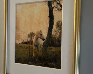 Lovely Horse Photography