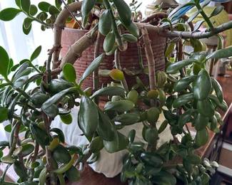 Beautiful Large Jade Plant