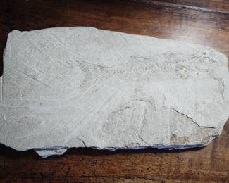 Fish Fossil 