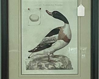 Pair of Cornelius Nozeman Duck Prints 