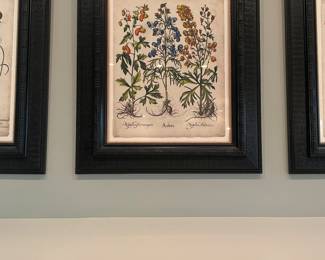 Set of 4 Basilius Besler Botanicals