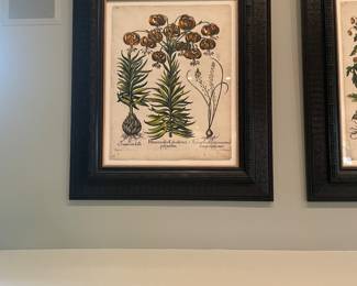 Set of 4 Basilius Besler Botanicals